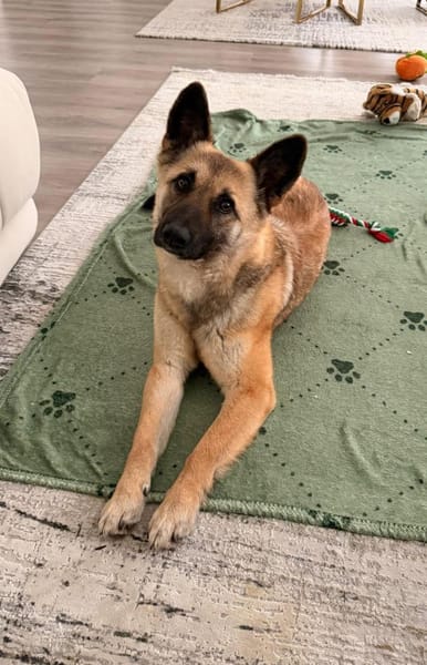 Gibst du Rose ein Zuhause?