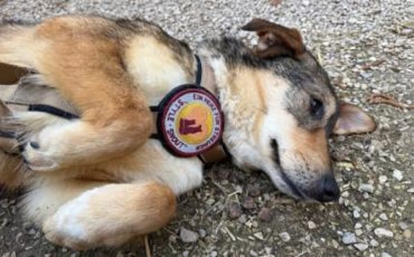 Gibst du Gisberti ein weiches Körbchen?