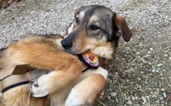 Gibst du Gisberti ein weiches Körbchen?