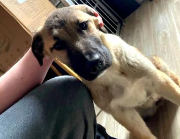 Cintia, menschenbezogen, freundlich ...