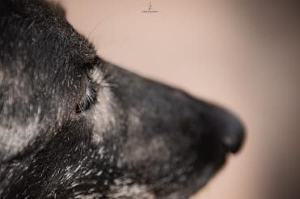 Sanfte Fiby hofft auf Happy End