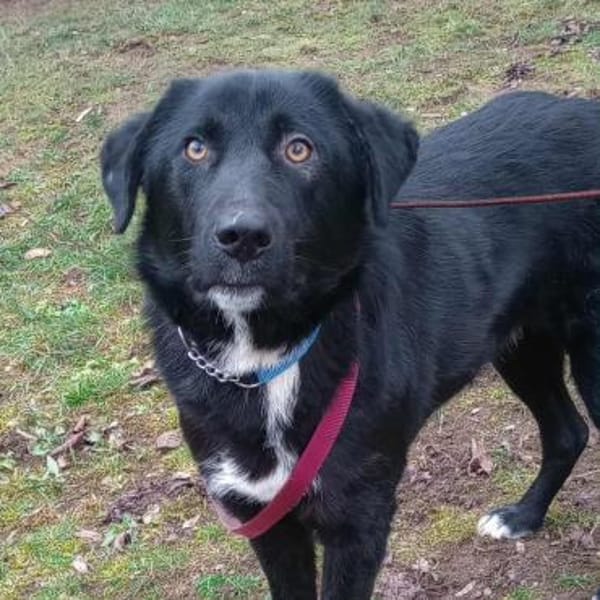 Rocco ❤liebes Kerlchen wartet PLZ 89077