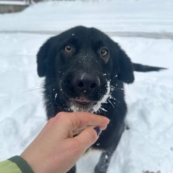 Rocco ❤liebes Kerlchen wartet PLZ 89077