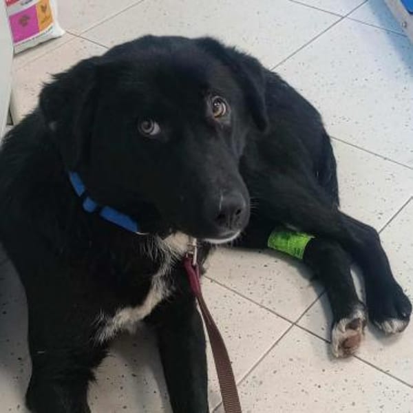 Rocco ❤liebes Kerlchen wartet PLZ 89077