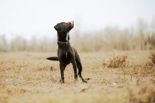 Cézár, fröhlicher Clown, ca. 5 Jahre