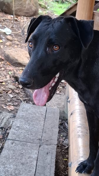 USLA, Femelle croisée créole