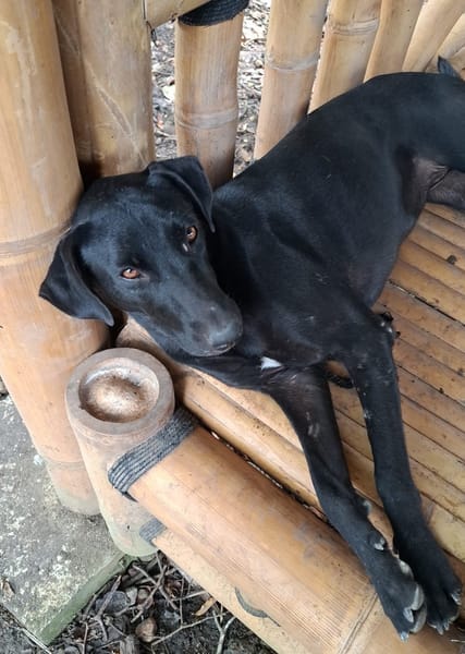 USLA, Femelle croisée créole