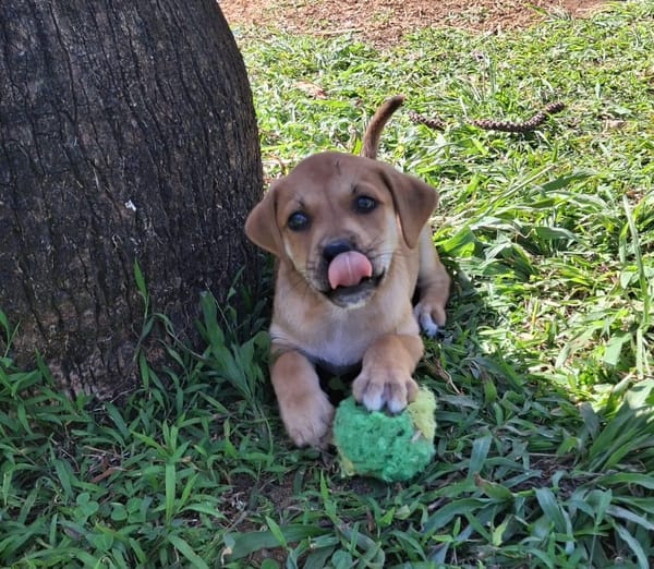 DJANIS, chiot mâle Berger créole
