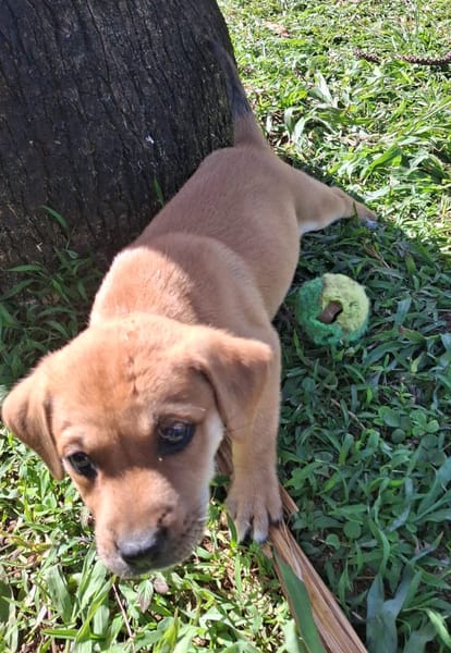 DJANIS, chiot mâle Berger créole