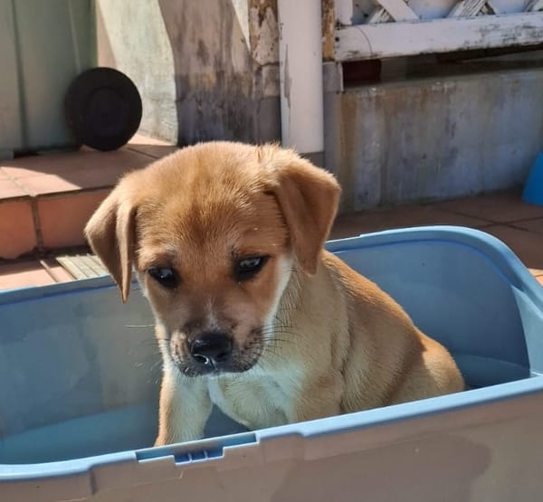 BELLA, adorable chiot femelle berger créole à adopter 🐾