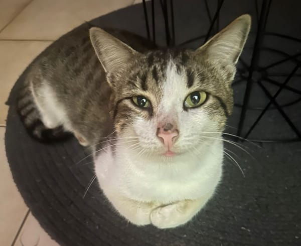 DIDIER, chat européen