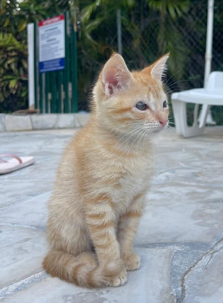 TITO, chaton mâle européen
