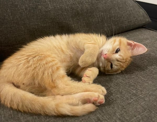 TITO, chaton mâle européen