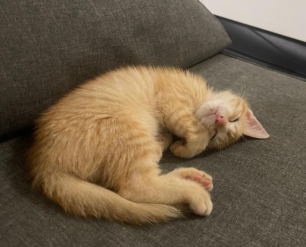 TITO, chaton mâle européen