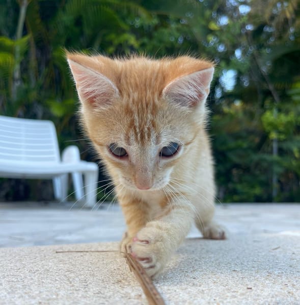 TITO, chaton mâle européen