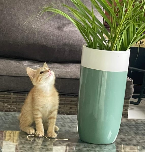 TITO, chaton mâle européen