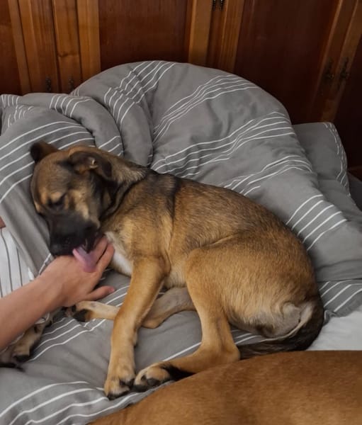 NAMEA, chiot Berger Créole femelle