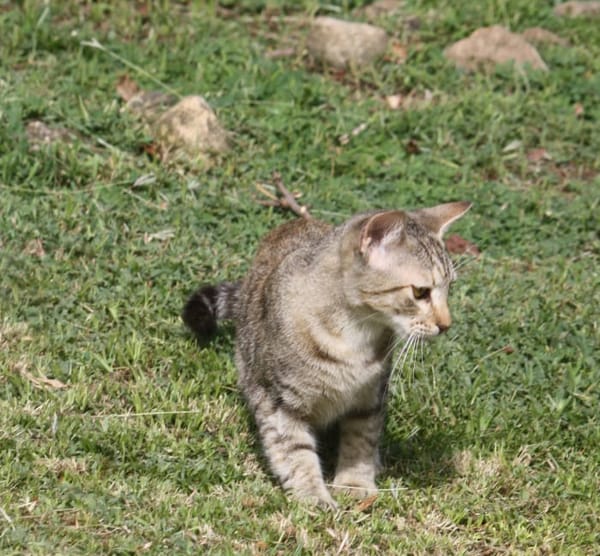 KALICY, chaton femelle européen