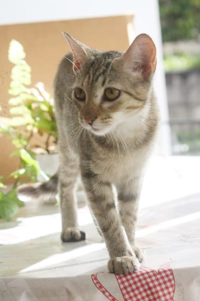 KALICY, chaton femelle européen