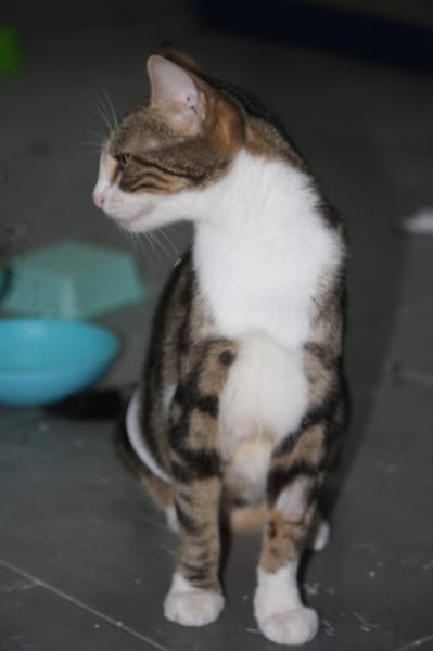 BONBONETTE, chatte européenne adulte