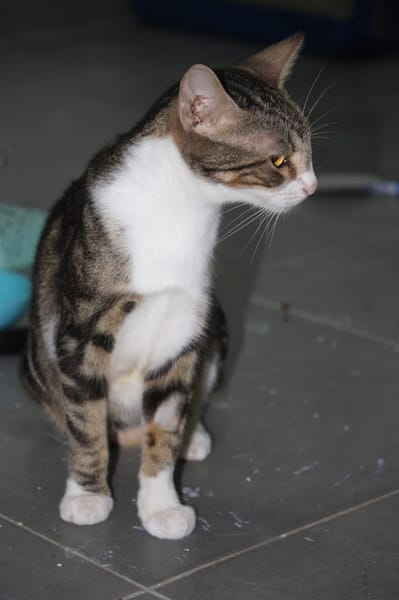 BONBONETTE, chatte européenne adulte