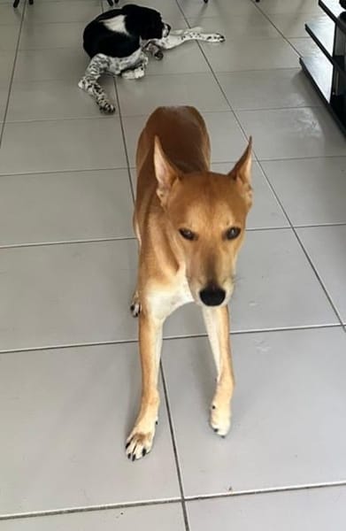 À L’ADOPTION, FOXY Mâle BERGER DES CANNES de couleur fauve, un caractère en or !