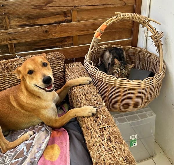 À L’ADOPTION, FOXY Mâle BERGER DES CANNES de couleur fauve, un caractère en or !