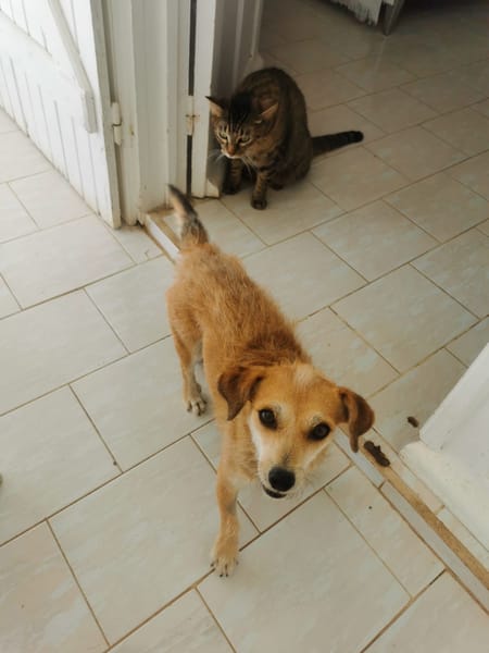 À L’ADOPTION, YOLA, adorable petite femelle BERGER CREOLE de couleur fauve