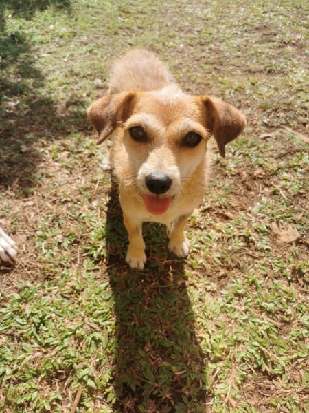 À L’ADOPTION, YOLA, adorable petite femelle BERGER CREOLE de couleur fauve