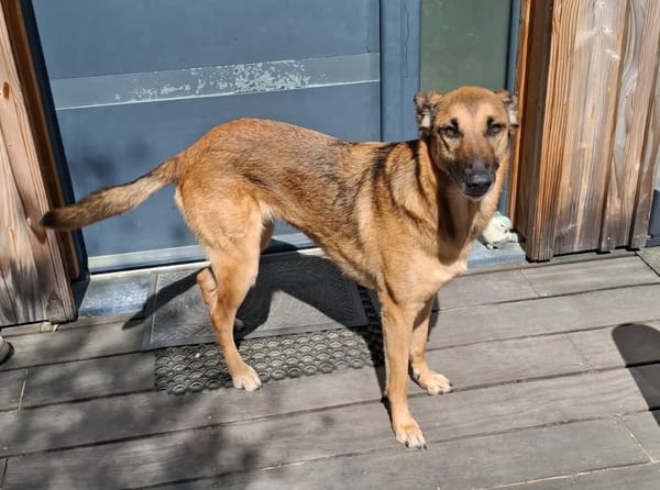 À L’ADOPTION, SCARLETT, magnifique femelle MALINOISE !
