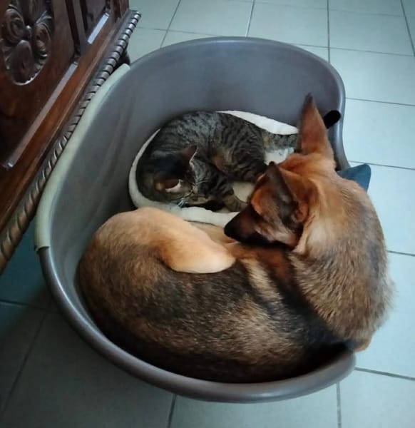 À L’ADOPTION, SCARLETT, magnifique femelle MALINOISE !