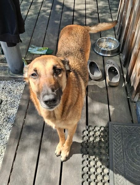 À L’ADOPTION, SCARLETT, magnifique femelle MALINOISE !