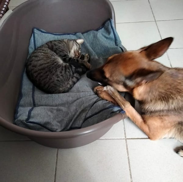 À L’ADOPTION, SCARLETT, magnifique femelle MALINOISE !