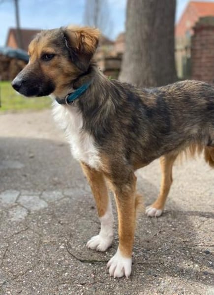 Lucky möchte sein Herz verschenken...