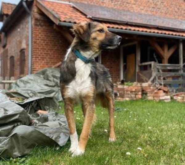 Lucky möchte sein Herz verschenken...