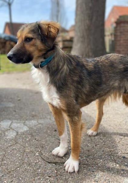 Lucky möchte sein Herz verschenken...