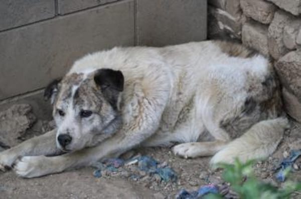 Pilar - verschmust u. sehr lieb