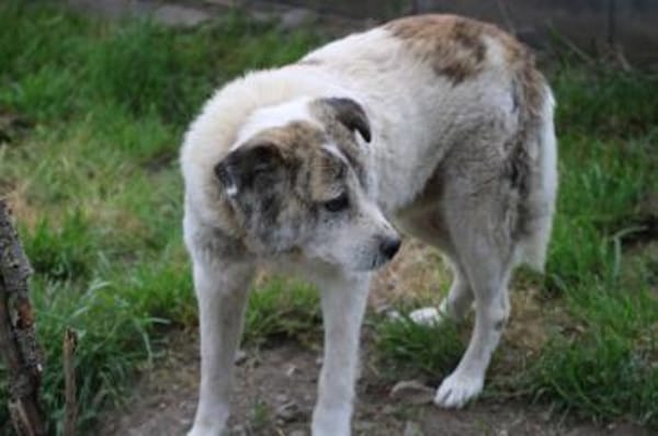 Pilar - verschmust u. sehr lieb