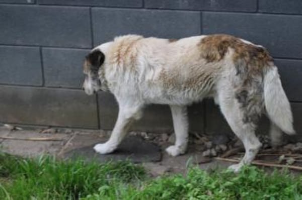 Pilar - verschmust u. sehr lieb