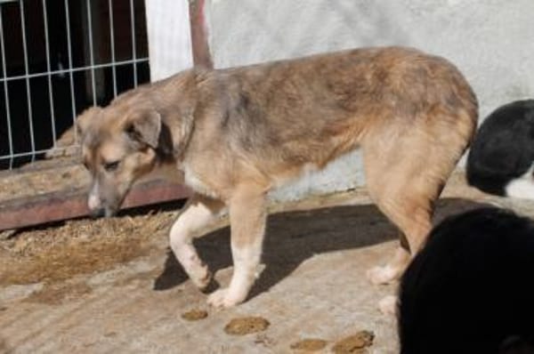 Akashira - freundlich u. verspielt