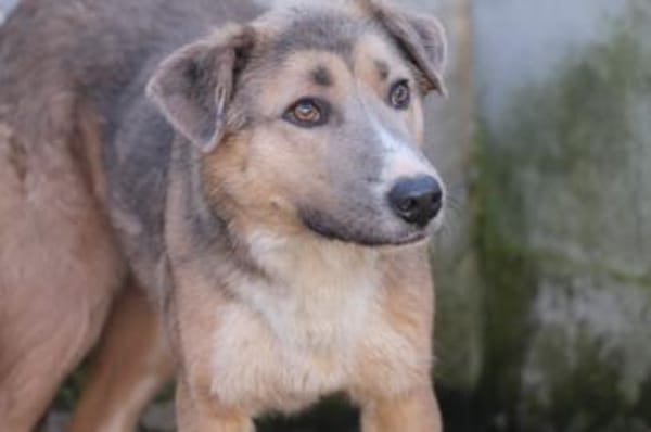 Akashira - freundlich u. verspielt