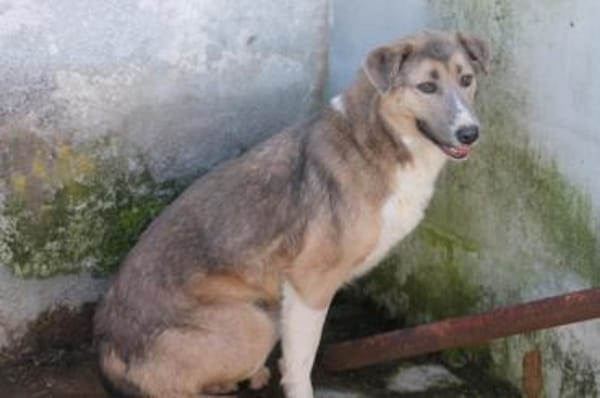 Akashira - freundlich u. verspielt