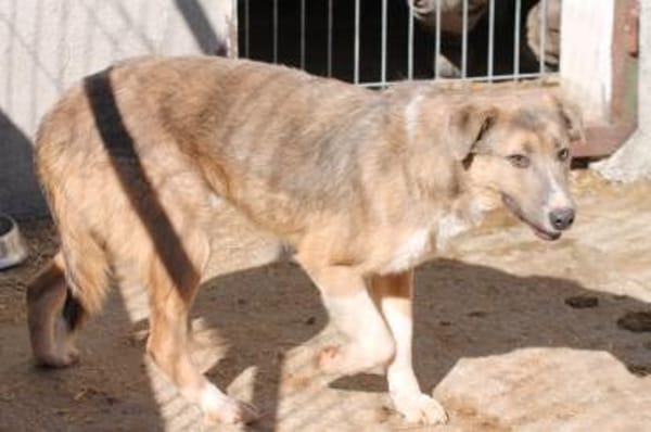 Akashira - freundlich u. verspielt