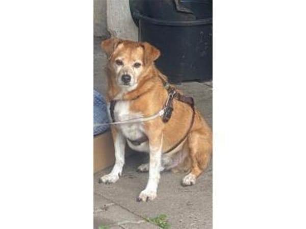 Bubi - wartet in 91126 Schwabach