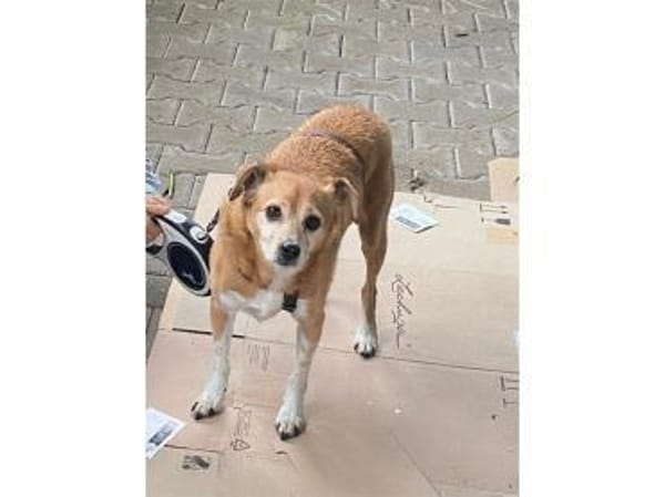 Bubi - wartet in 91126 Schwabach