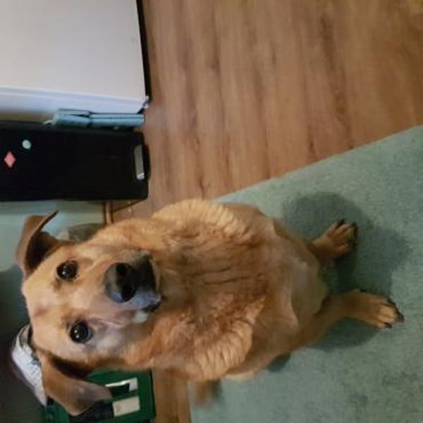 Choco,unkomplizierter Rüde sucht Liebe