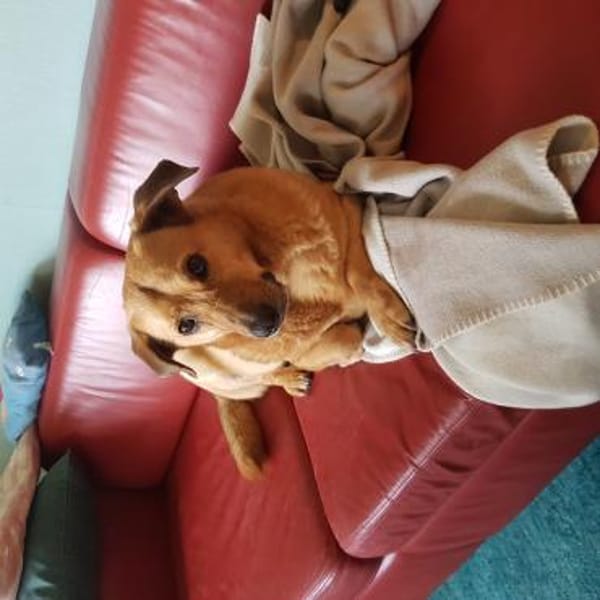 Choco,unkomplizierter Rüde sucht Liebe