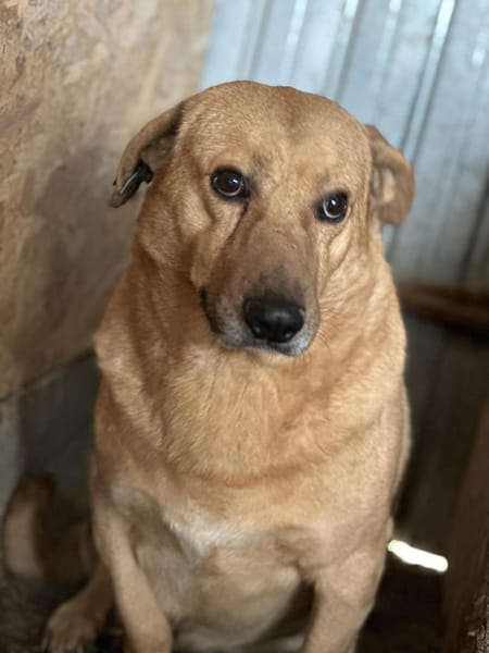 Choco,unkomplizierter Rüde sucht Liebe