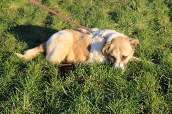 Grisu - wunderbarer Familienhund