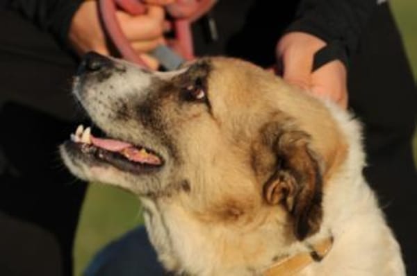 Grisu - wunderbarer Familienhund